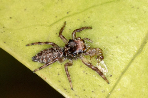 Jumping Spider (Paraphilaeus daemeli) (Paraphilaeus daemeli)